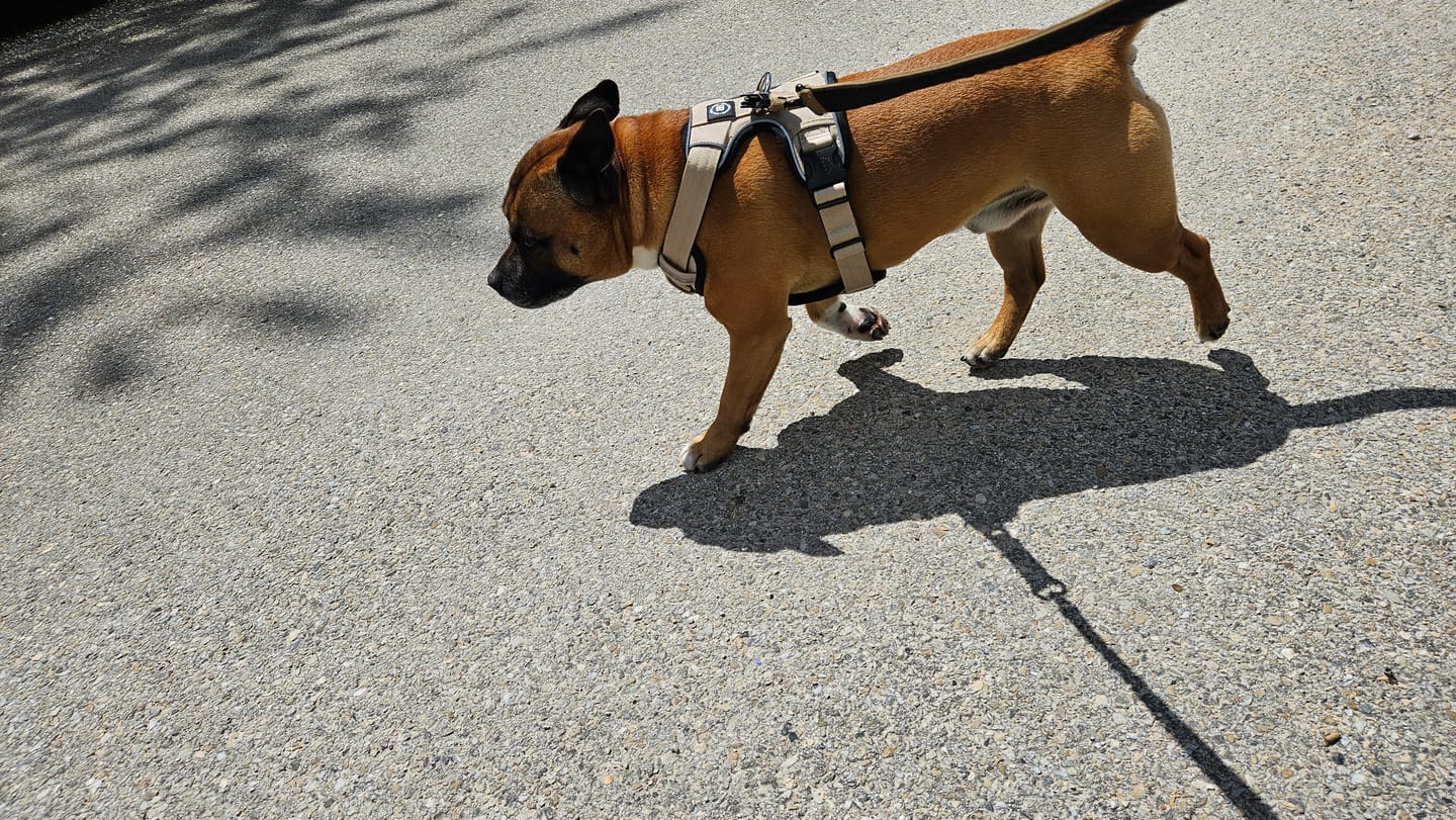 Customer photo review of Comfort Premium Harness | Non Restrictive - Tan