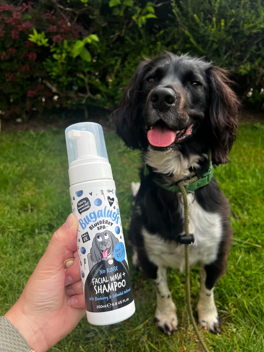 Customer photo review of Blueberry Spa™ No Rinse Facial Wash & Shampoo with Blueberry & Colloidal Oatmeal for Dogs
