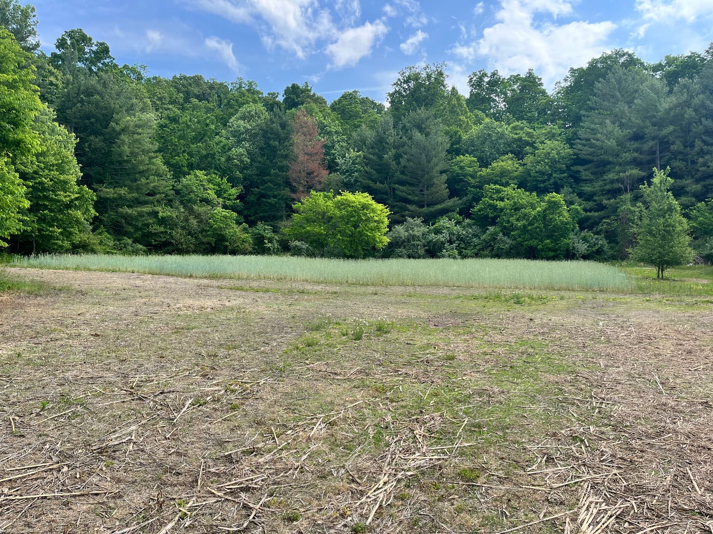 Customer photo review of 3-Way Grainz Food Plot Seed
