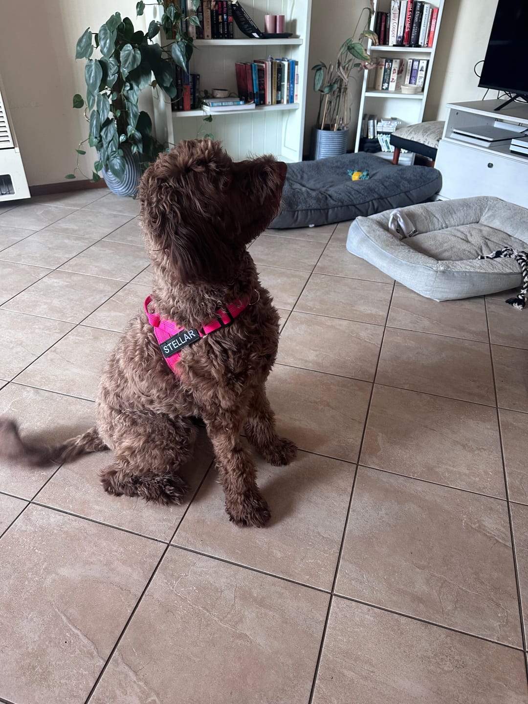 Customer photo review of The Good Dog Harness