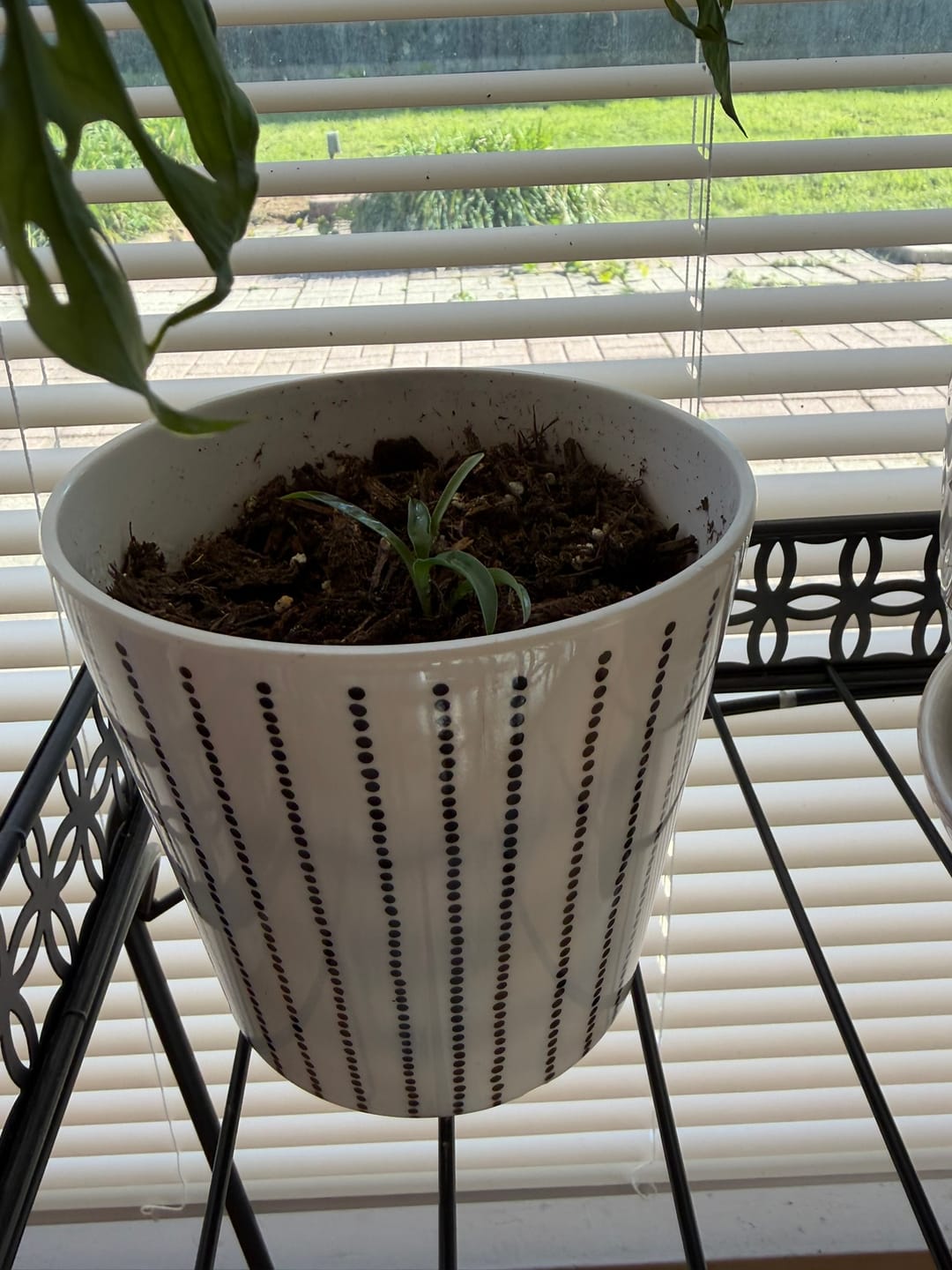 Customer photo review of Fungus Gnat Death Drops