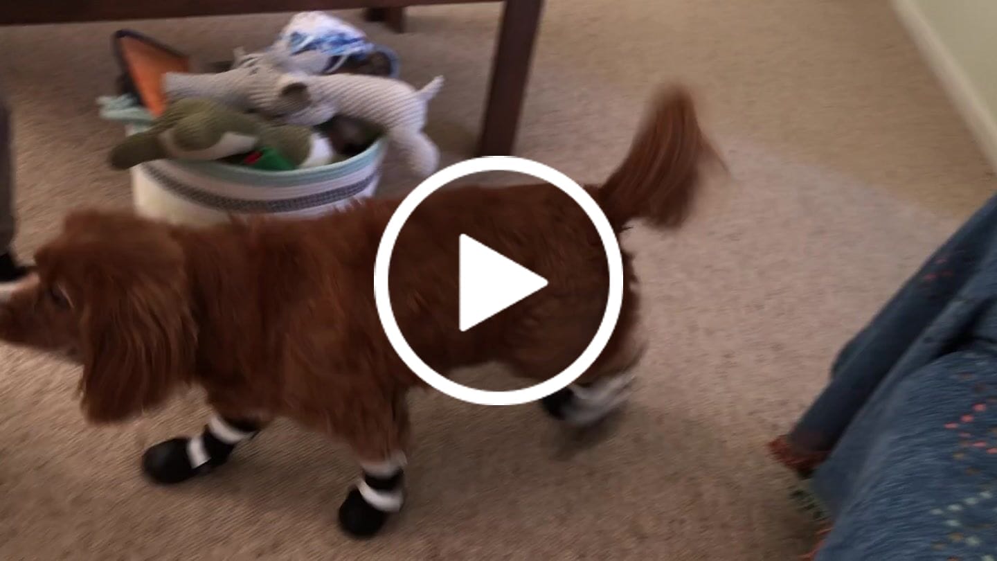 Customer video review of Flex Shell Waterproof Dog Boots - Black