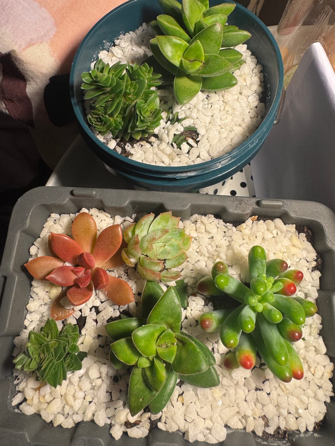 Customer photo review of Crassula 'Estagonal'