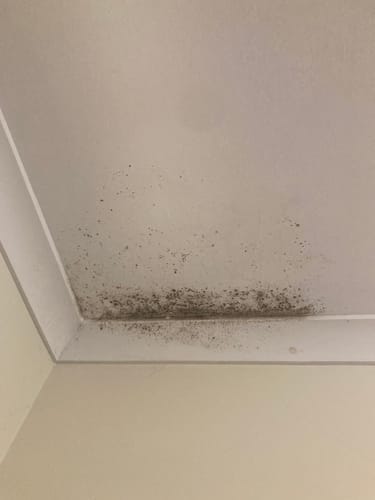 Customer photo review of GLASSGUARD® Miracle Mould Removal Gel