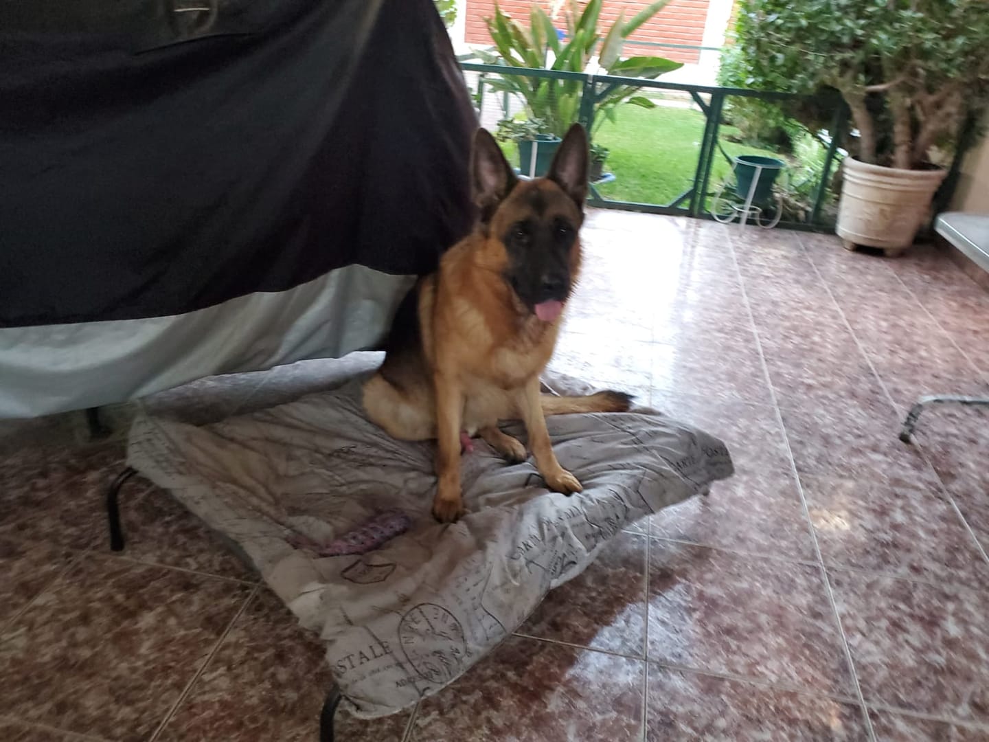 Customer photo review of Cama Elevada THE DOGS: Frescura y Ventilación