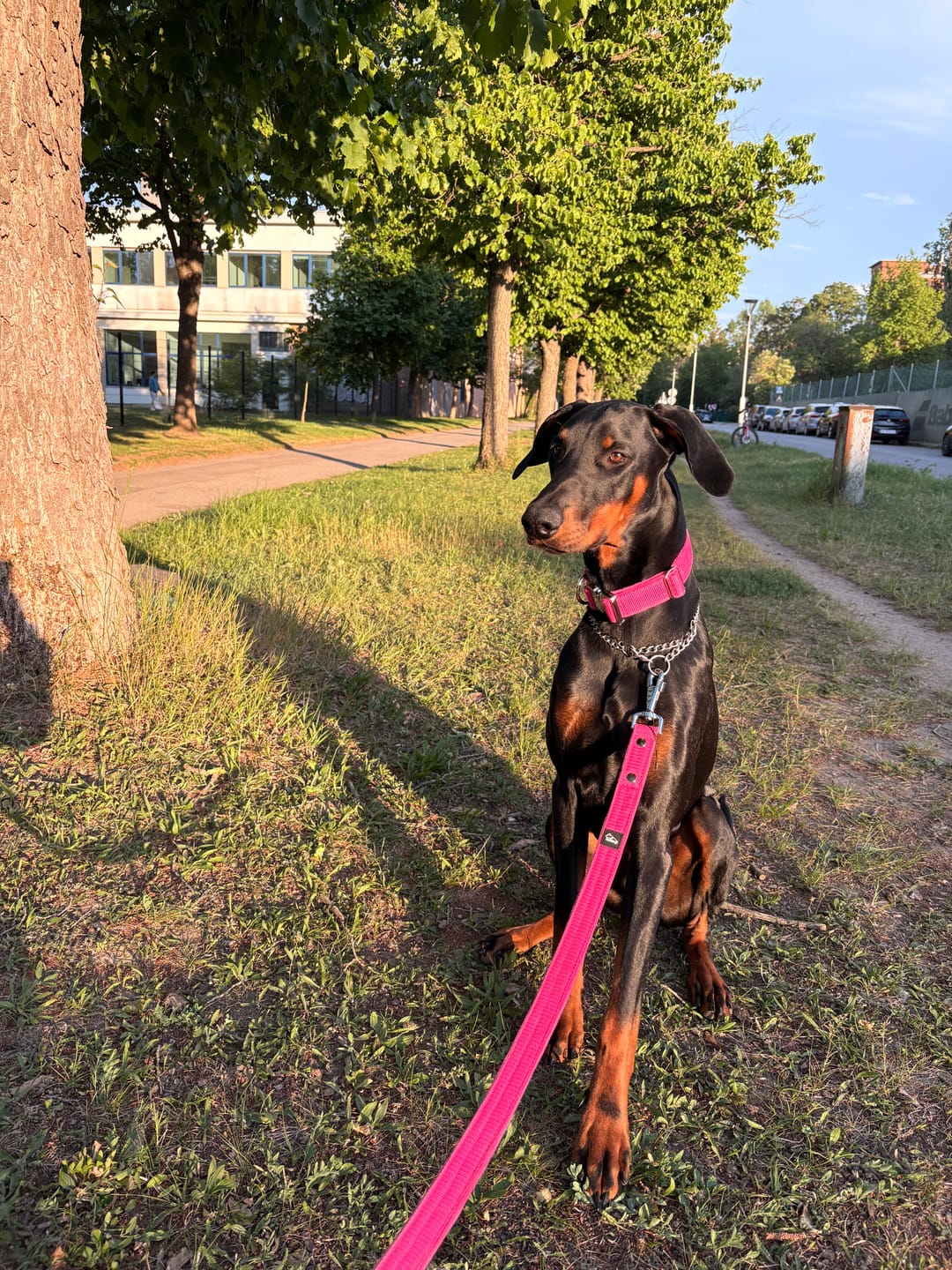 Customer photo review of Walk Leash Rosa - Säkert nylonkoppel i olika längder