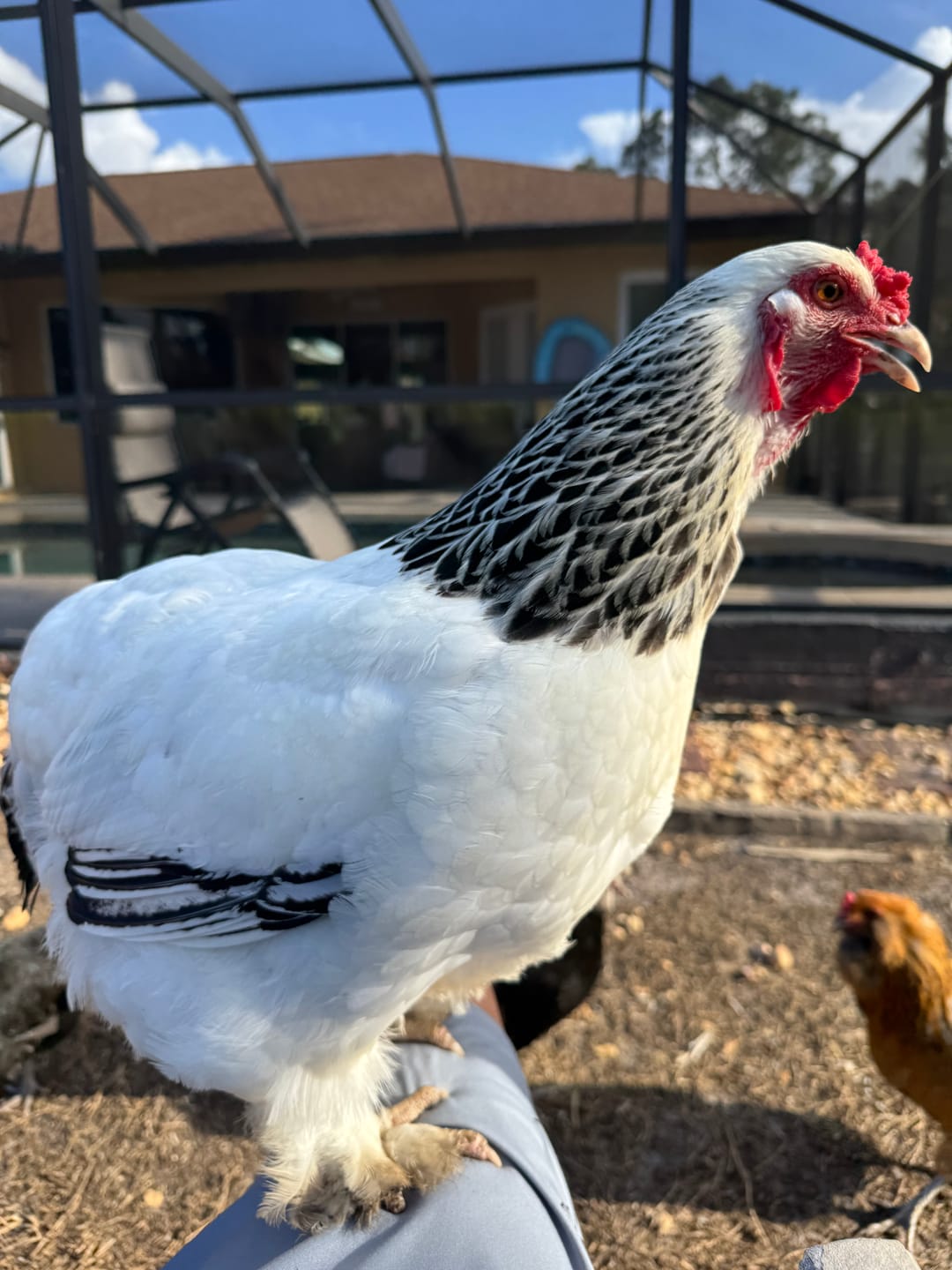 Customer photo review of Gold Dust - Daily Egg Booster