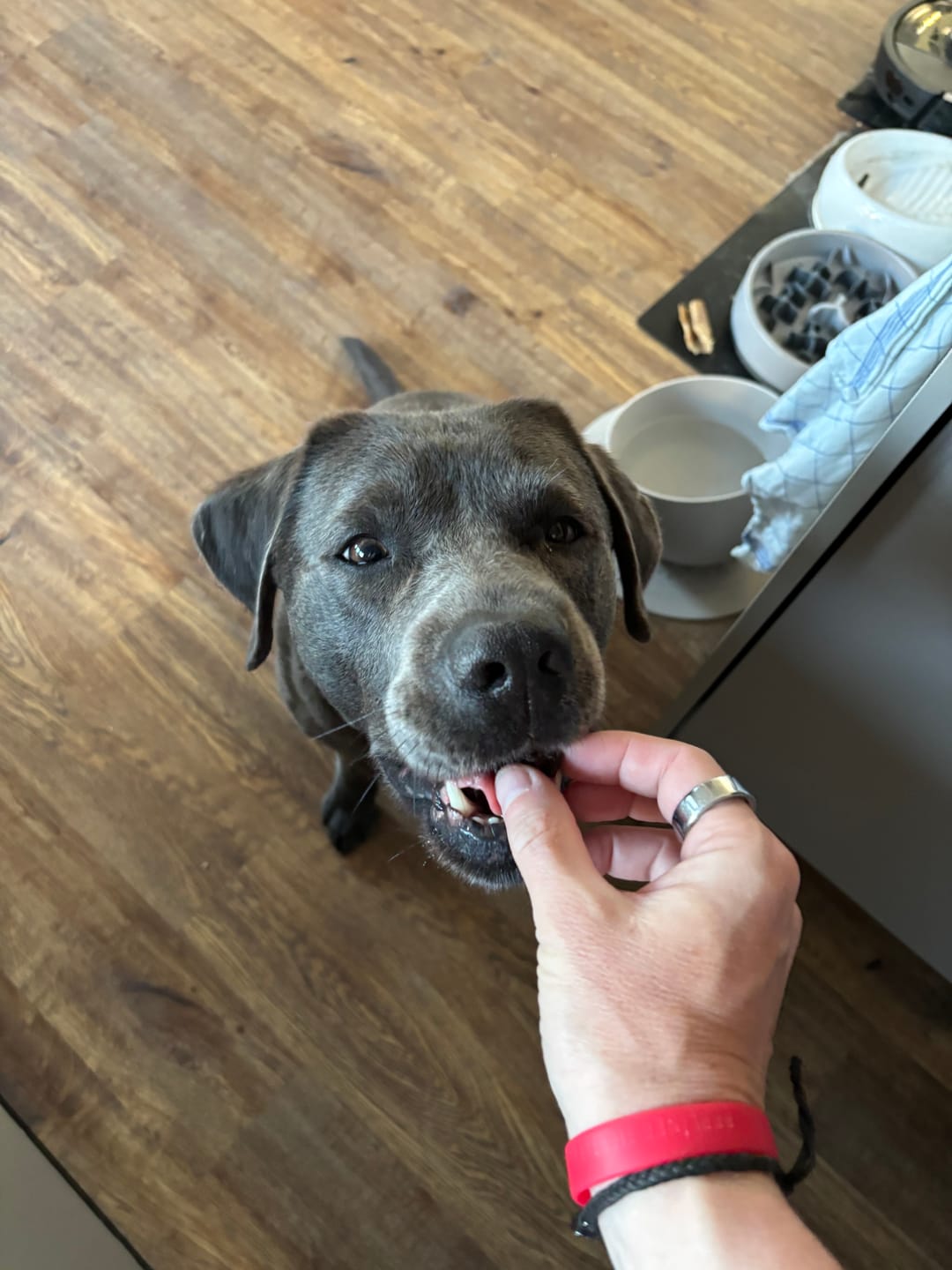 Customer photo review of Verdauungsmix für Hunde als Probiotikum für Magen- & Darmflora