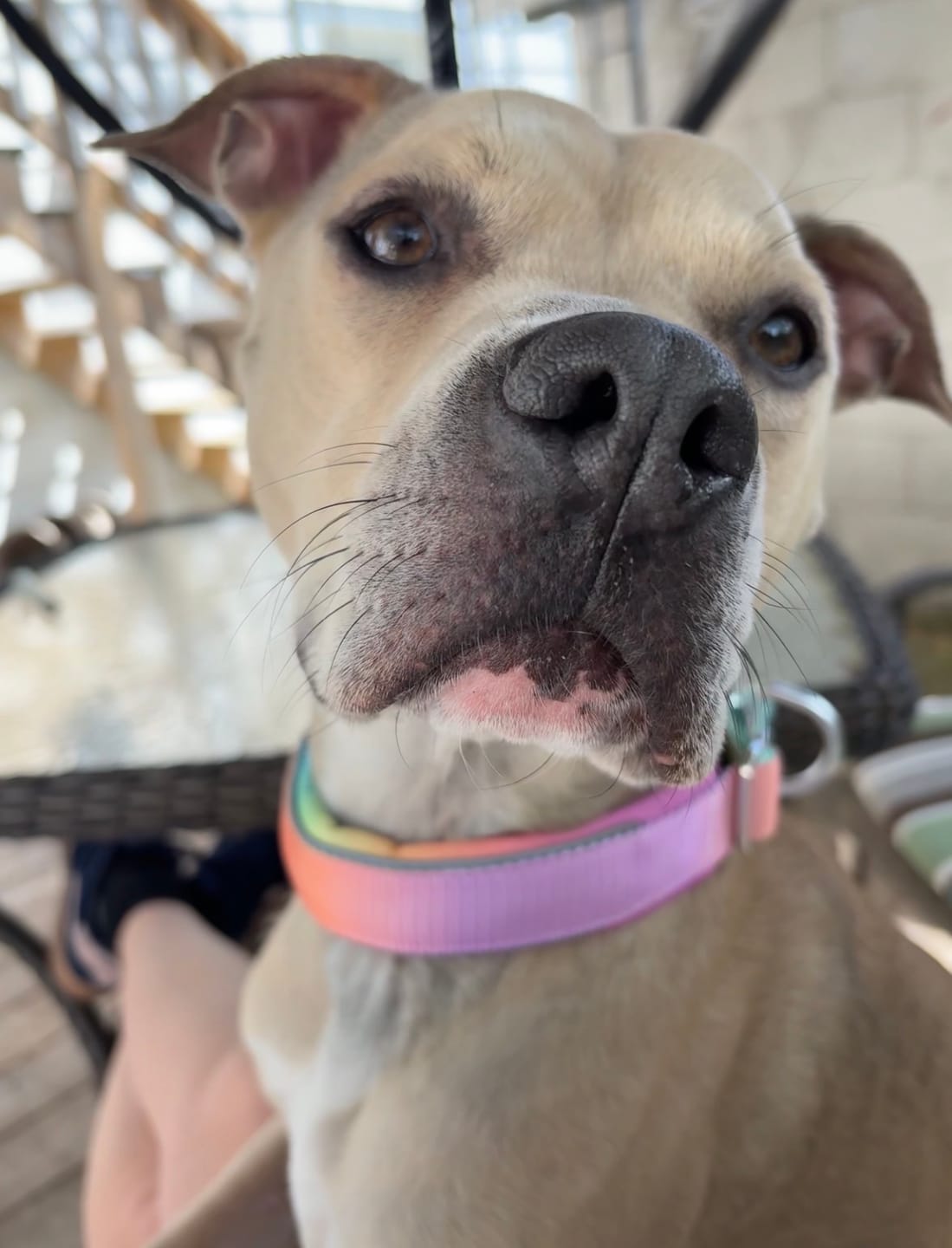 Customer photo review of Cushioned Martingale Collar - Pastel Icing