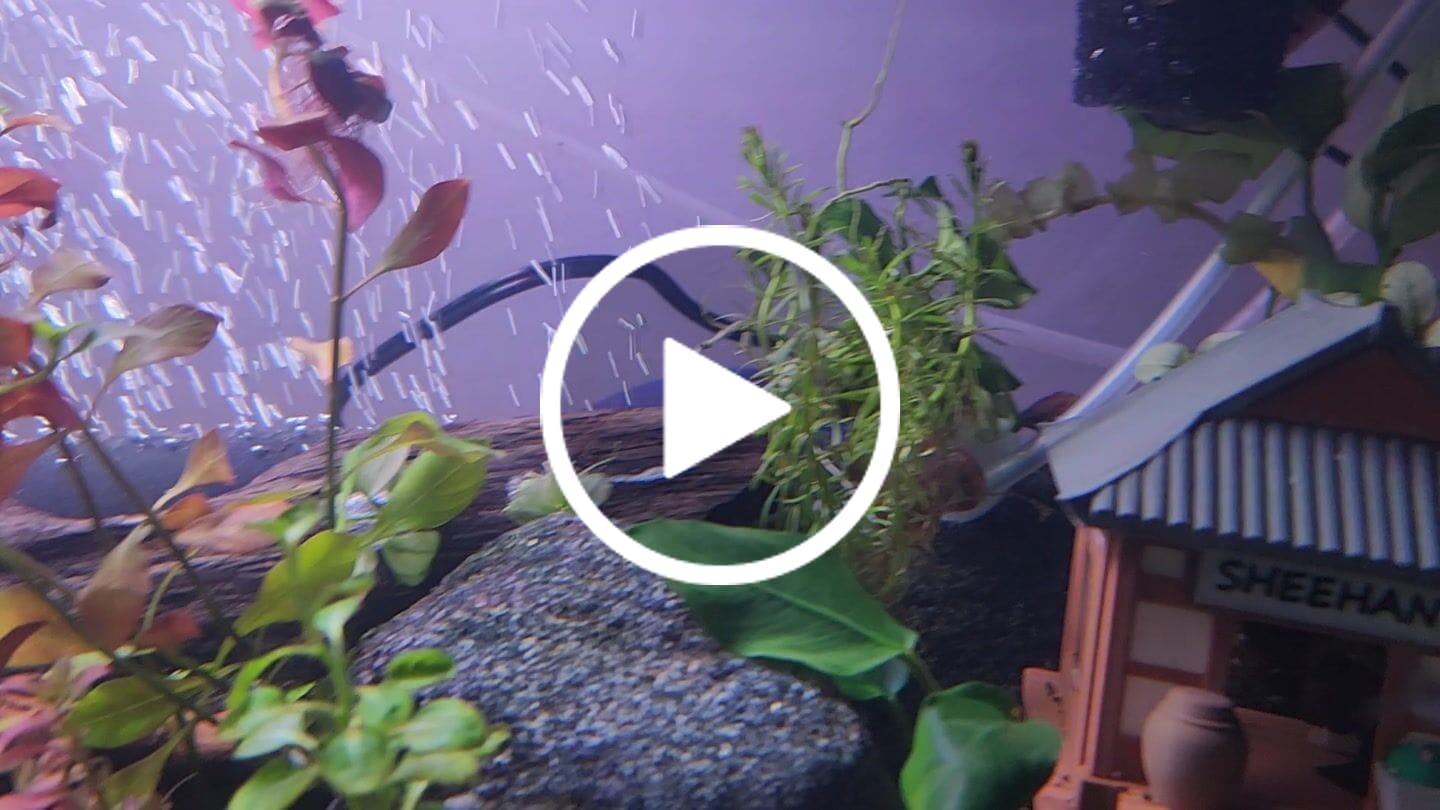 Customer video review of Pygmy Cory Catfish (Corydoras pygmaeus)