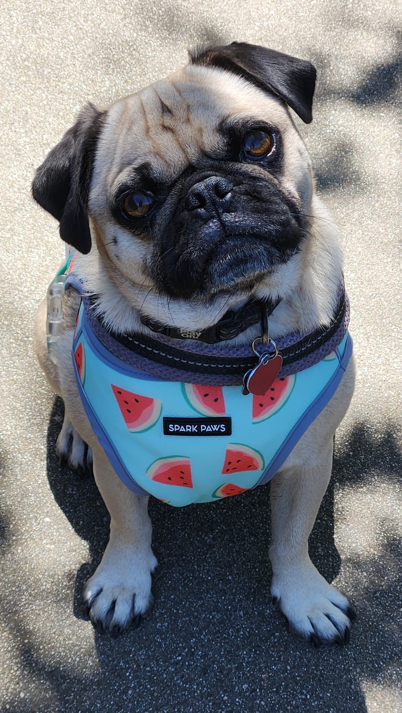 Customer photo review of Chilltech™ Dog Cooling Vests