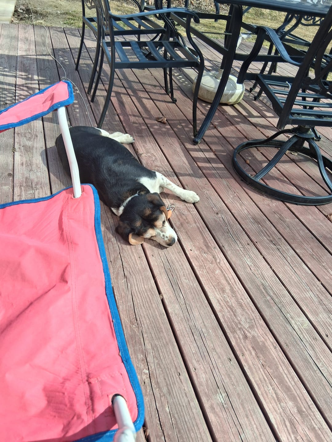 Customer photo review of Bravecto Chew for Dogs - Long-Lasting Flea & Tick Protection