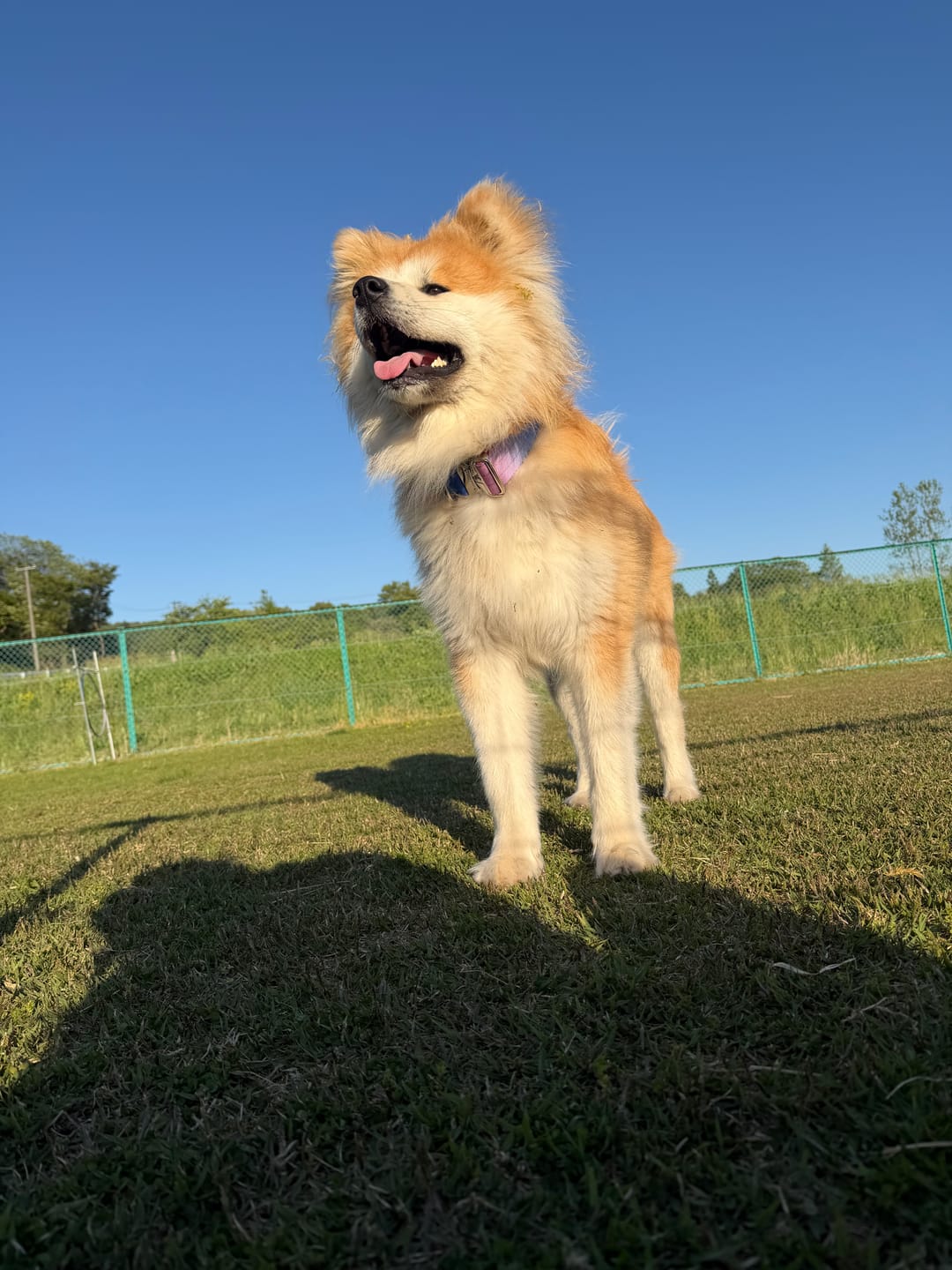 Customer photo review of Comfort Control Collar - Snow Cone