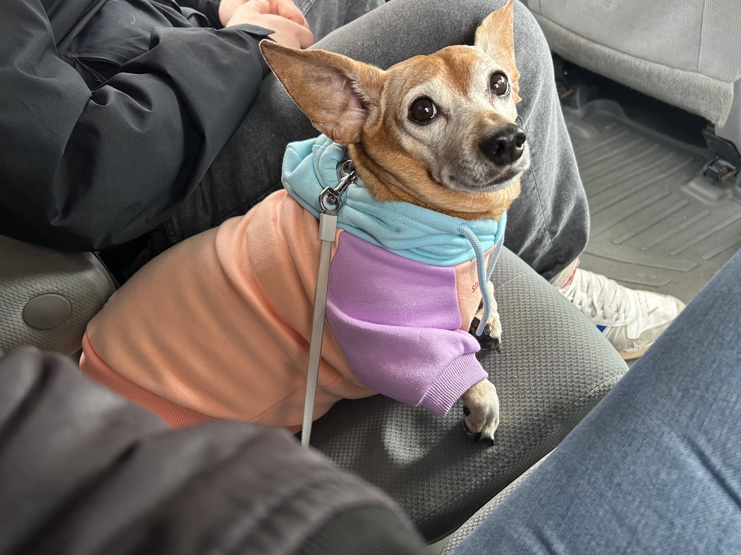 Customer photo review of Cotton Candy Dog Hoodie