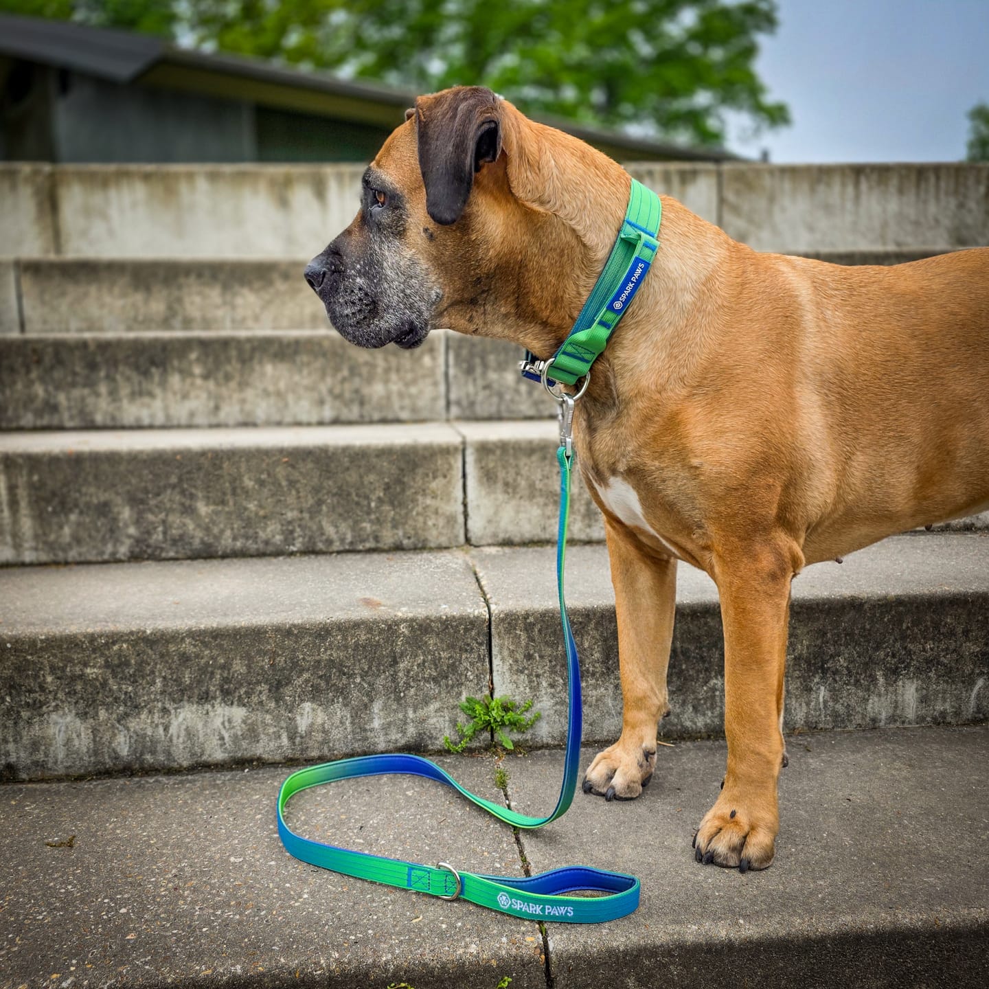 Customer photo review of Comfort Control Collar Set - Lime Wave