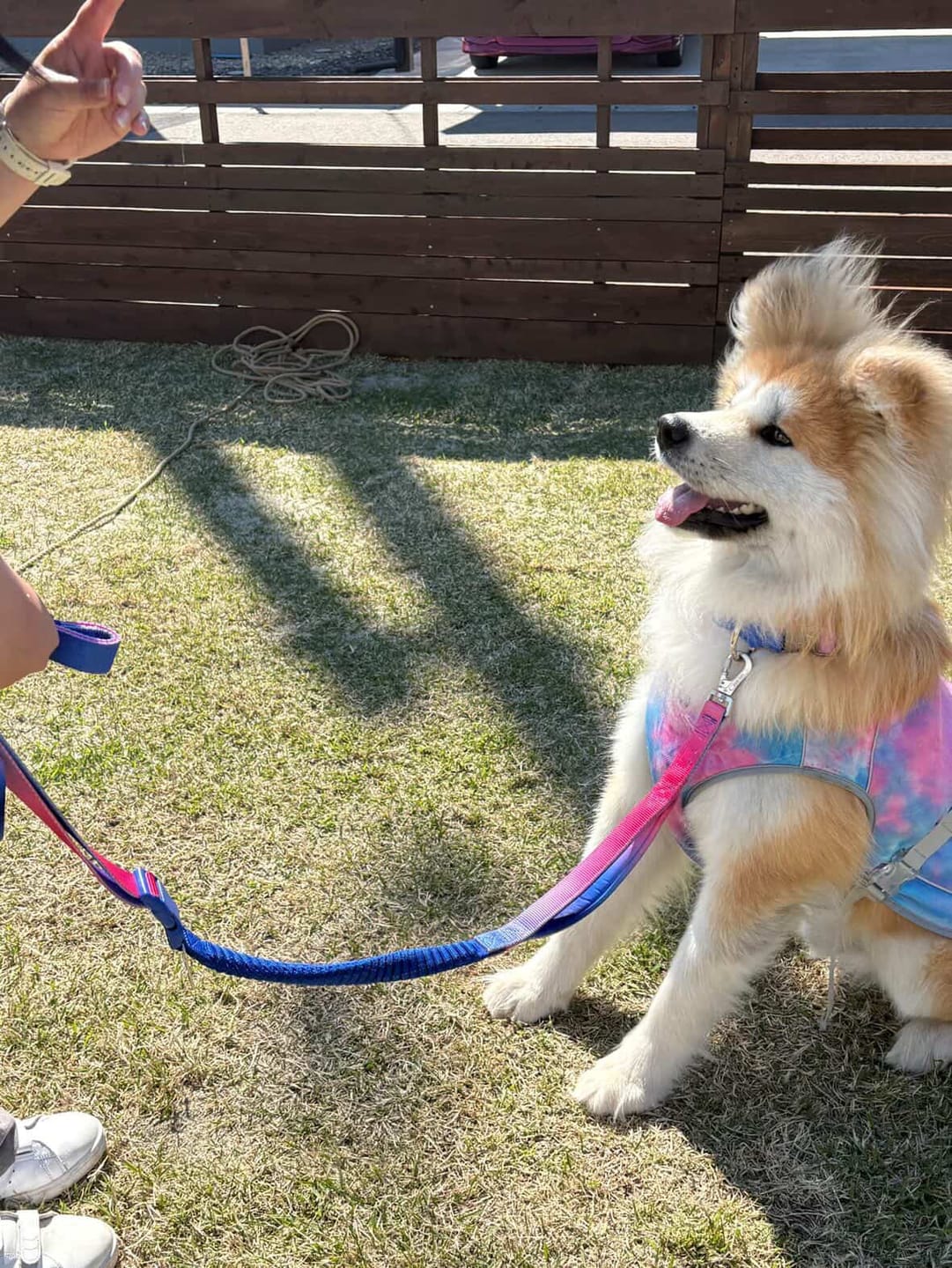 Customer photo review of Multipurpose Seatbelt Handsfree Leash & Poop Bag Holder Set - Snow Cone