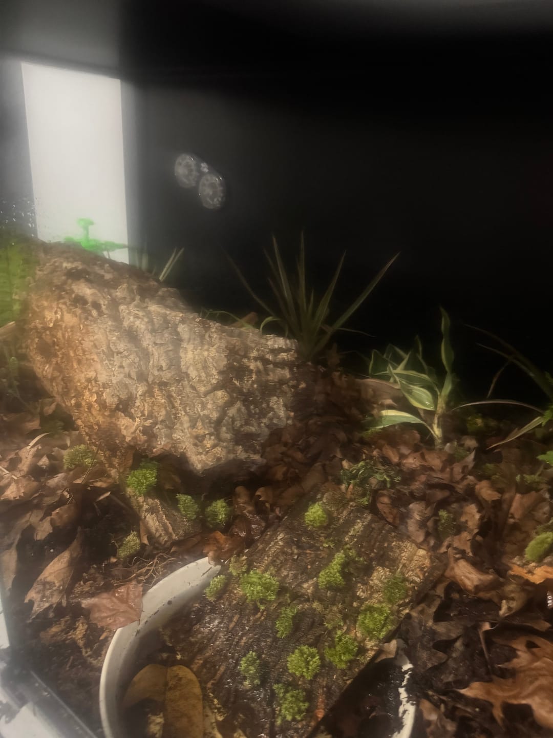 Customer photo review of Premium Cork Bark Tubes, Large