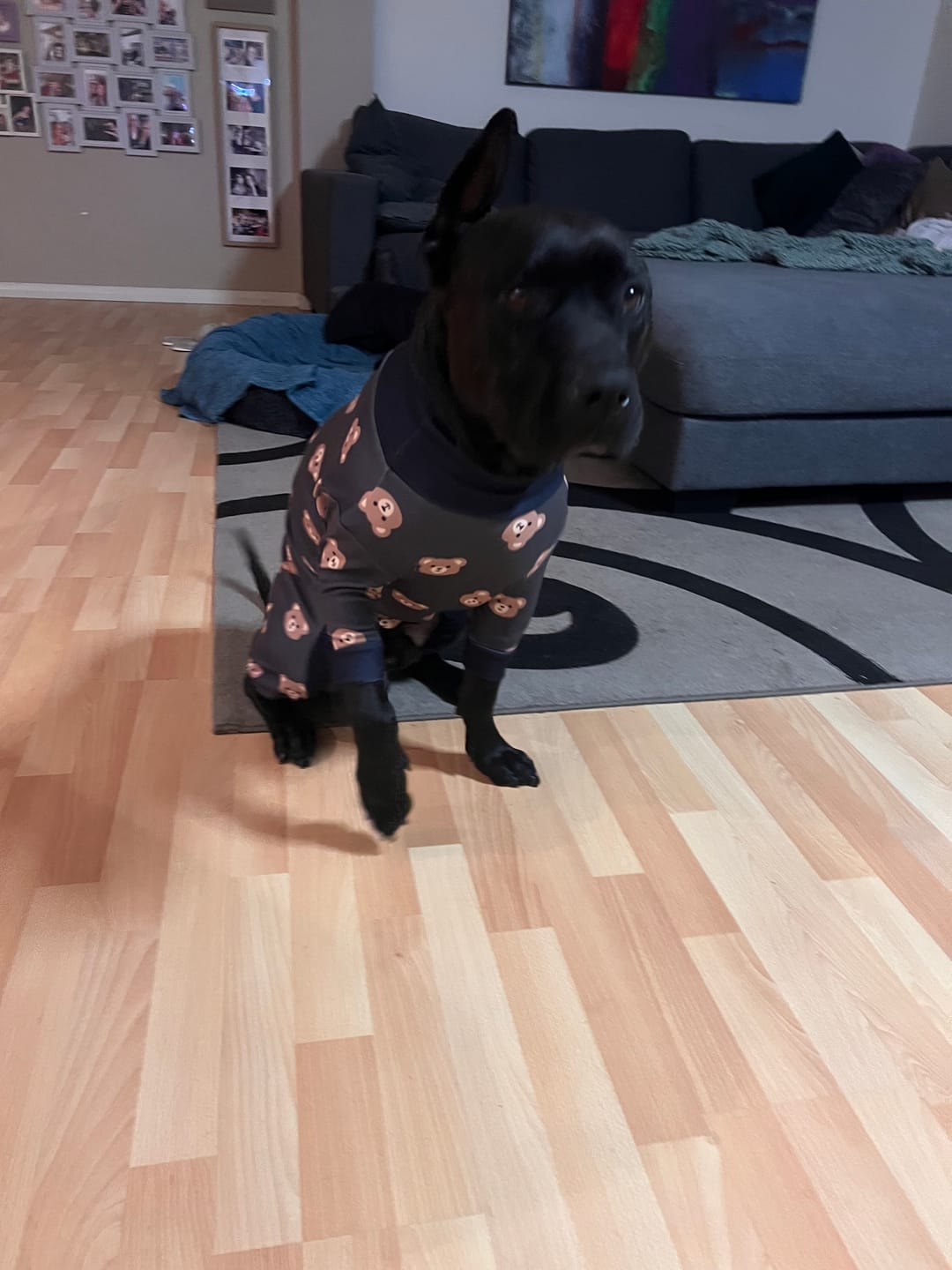 Customer photo review of Dog Pajama - Bear Black