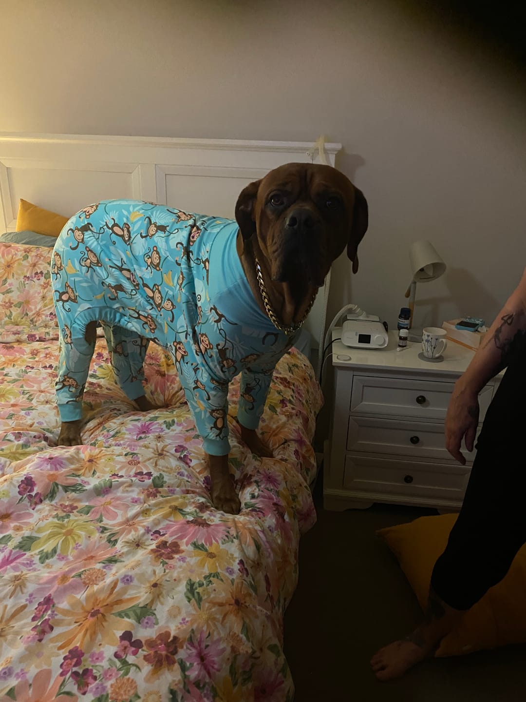 Customer photo review of Dog Pajama - Monkey Business