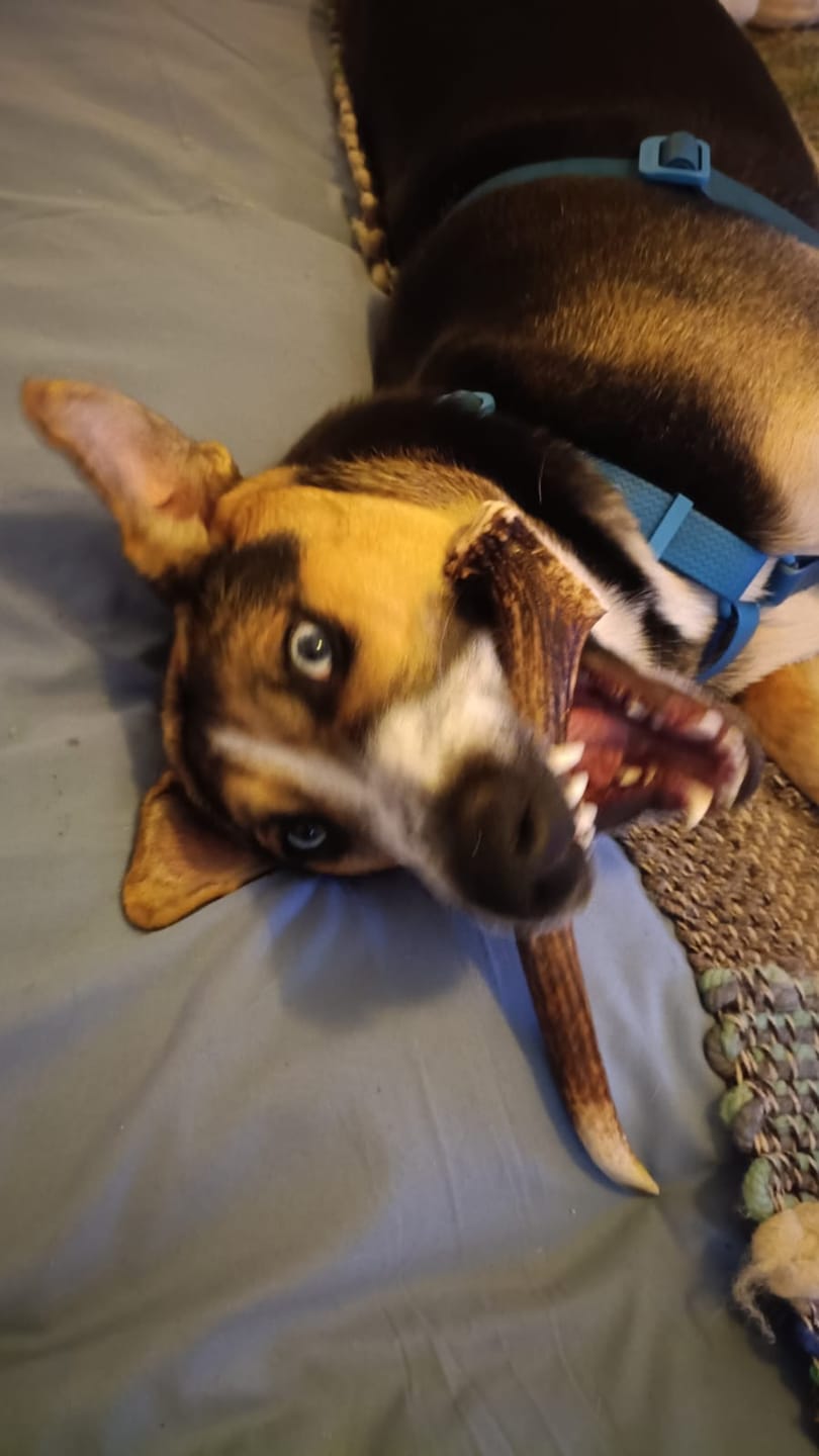 Customer photo review of Asta de ciervo para perros - Regular