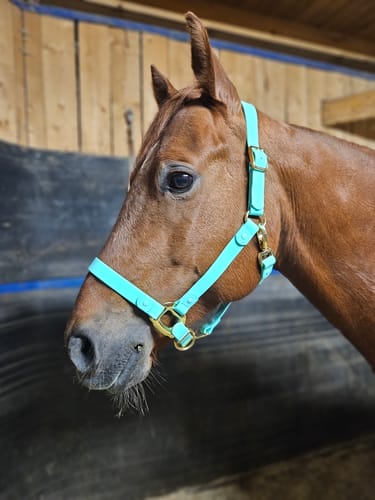 Customer photo review of Mystery Halter - Preorder