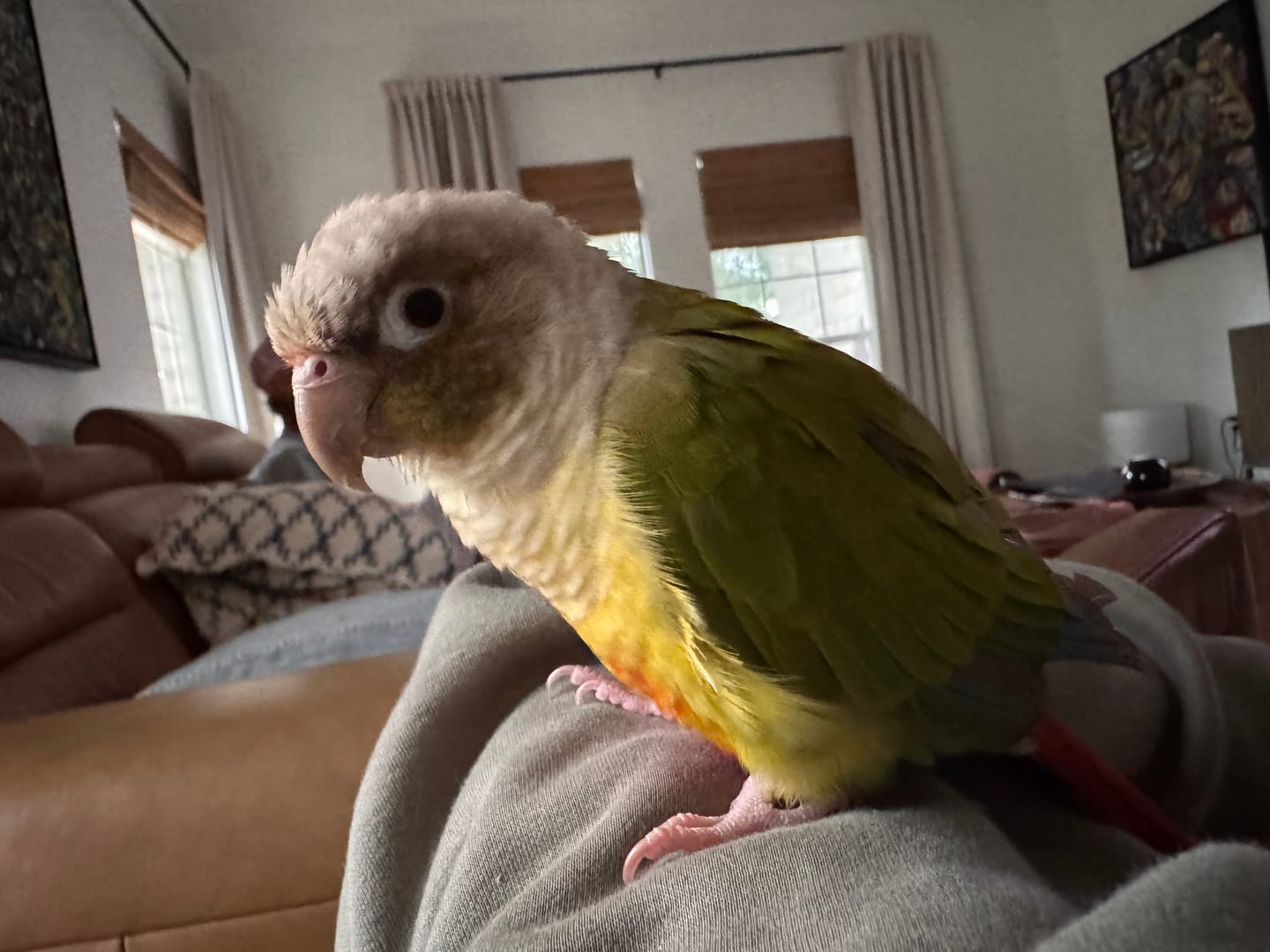 Customer photo review of Freeze Dried Bird Chop – Healthy Daily Food for Parakeets, Cockatiels & Parrots