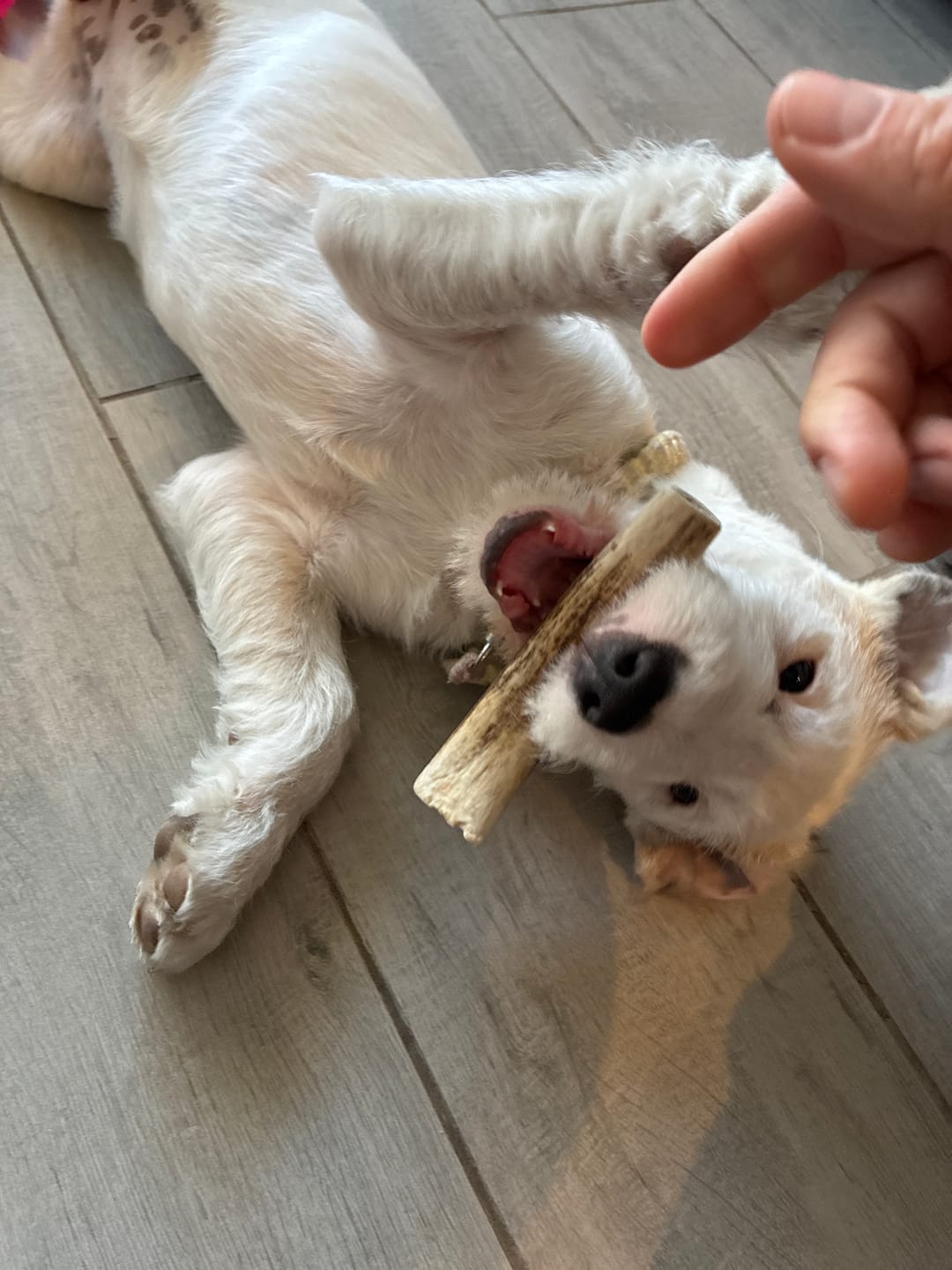 Customer photo review of Asta de ciervo para perros - Regular