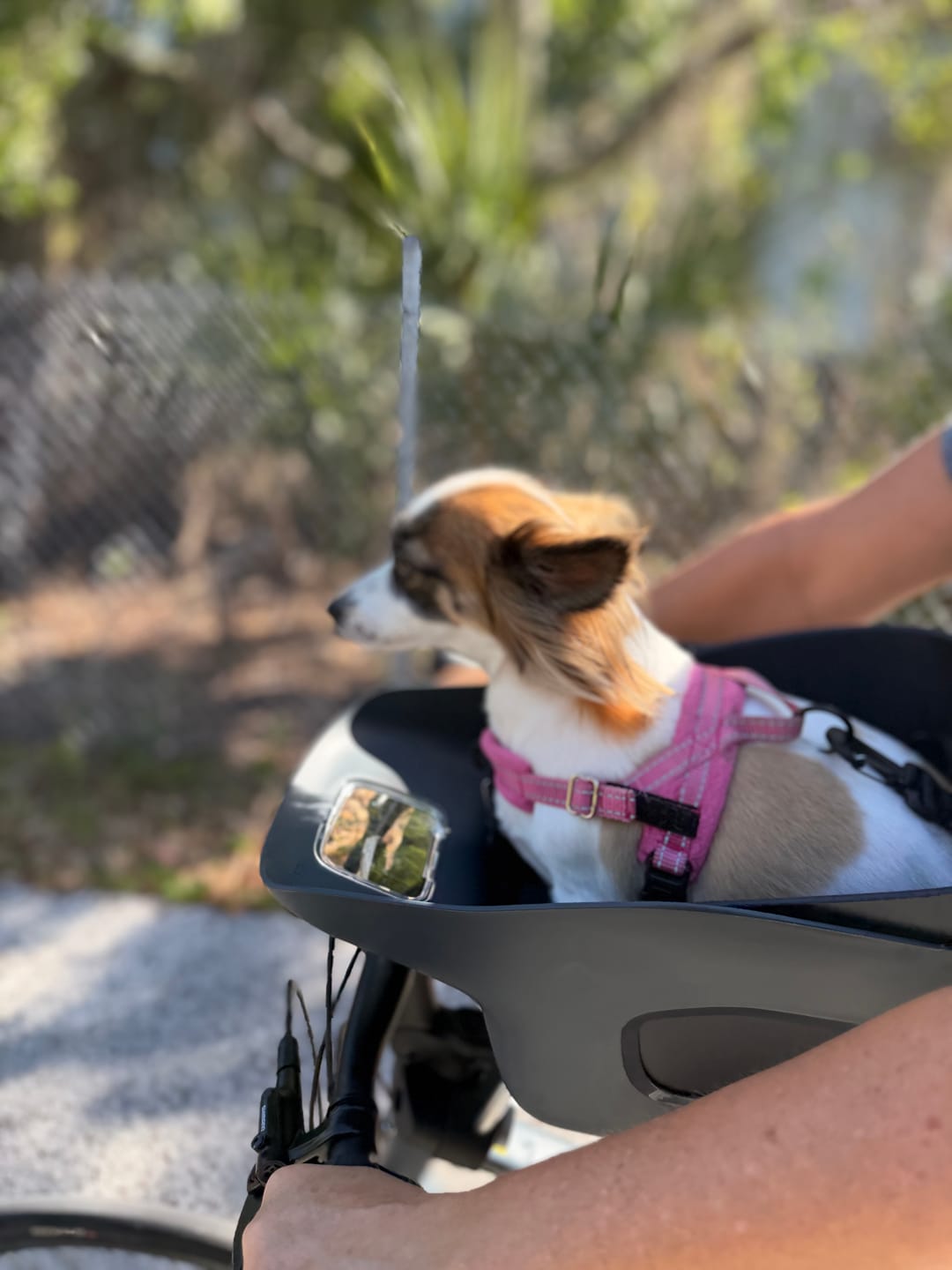 Customer photo review of Kvisp Dog Bike Carrier