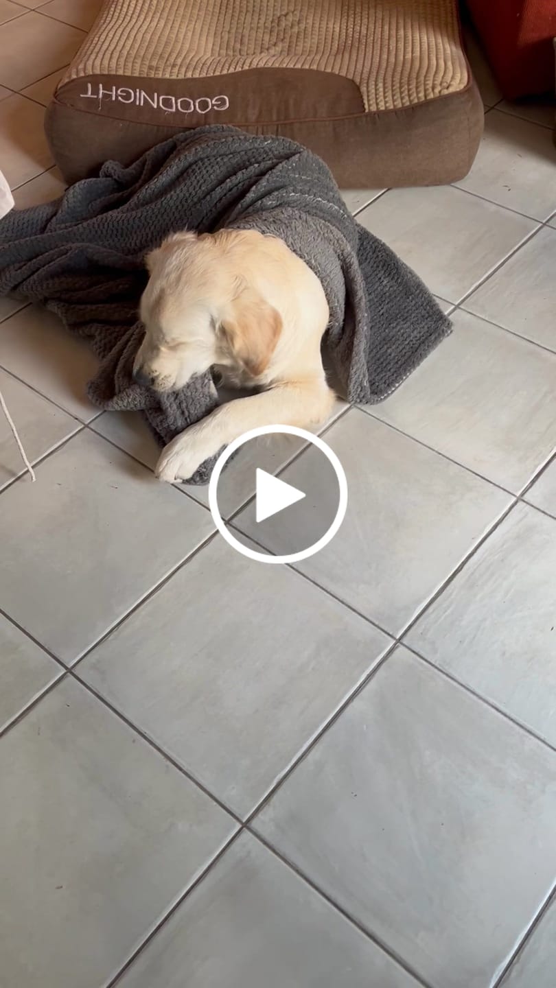Customer video review of Shampoing Sans Rinçage - Apaisant pour chien 🏔️