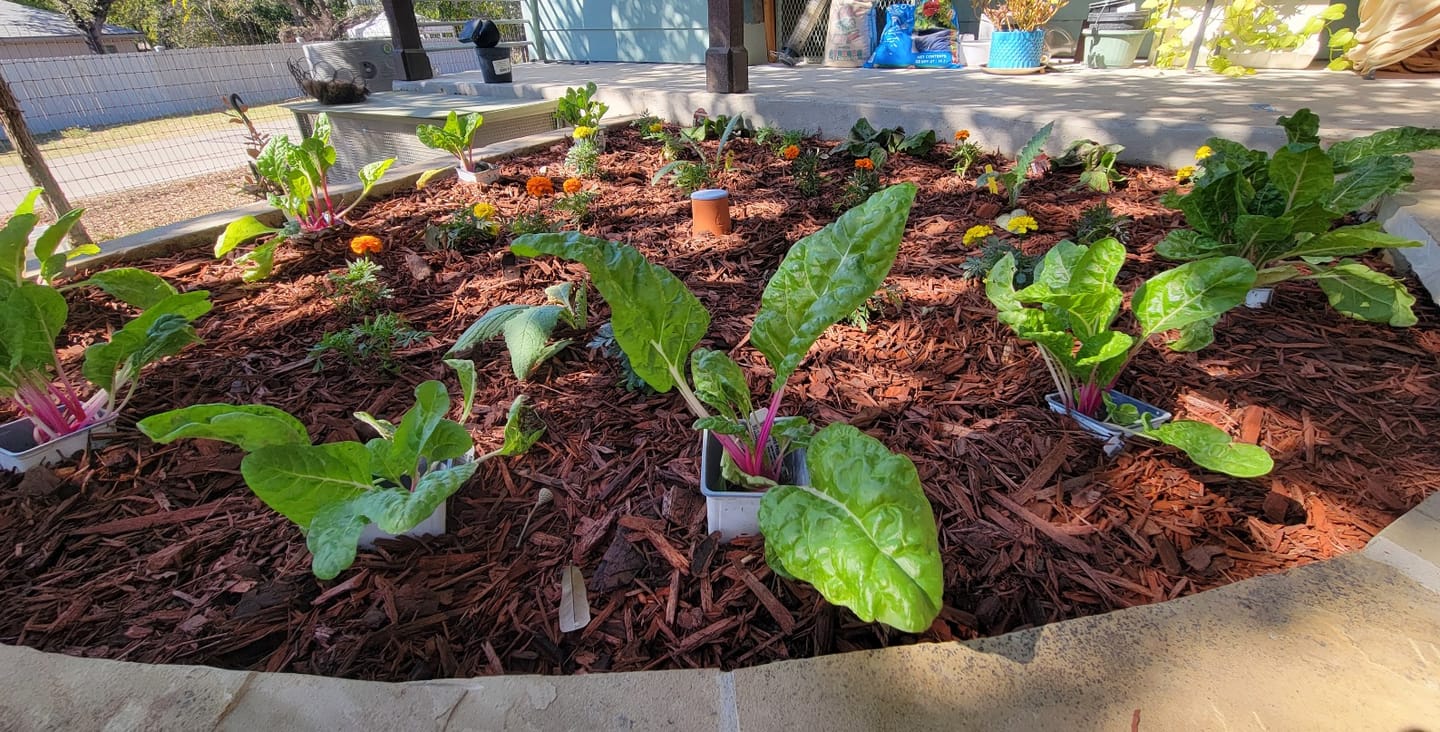 Customer photo review of Oya™ Watering Pot