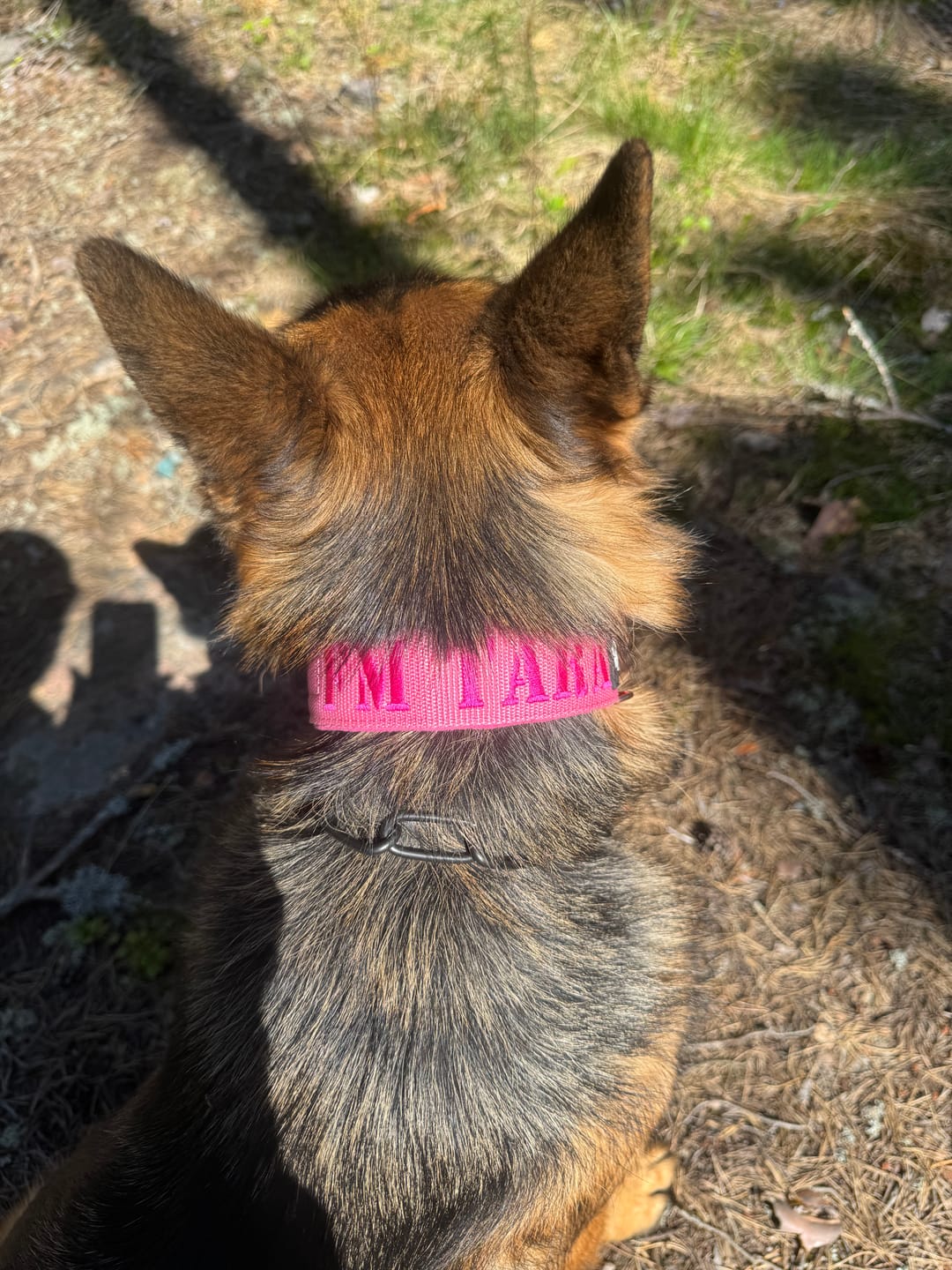 Customer photo review of Hundhalsband med namn