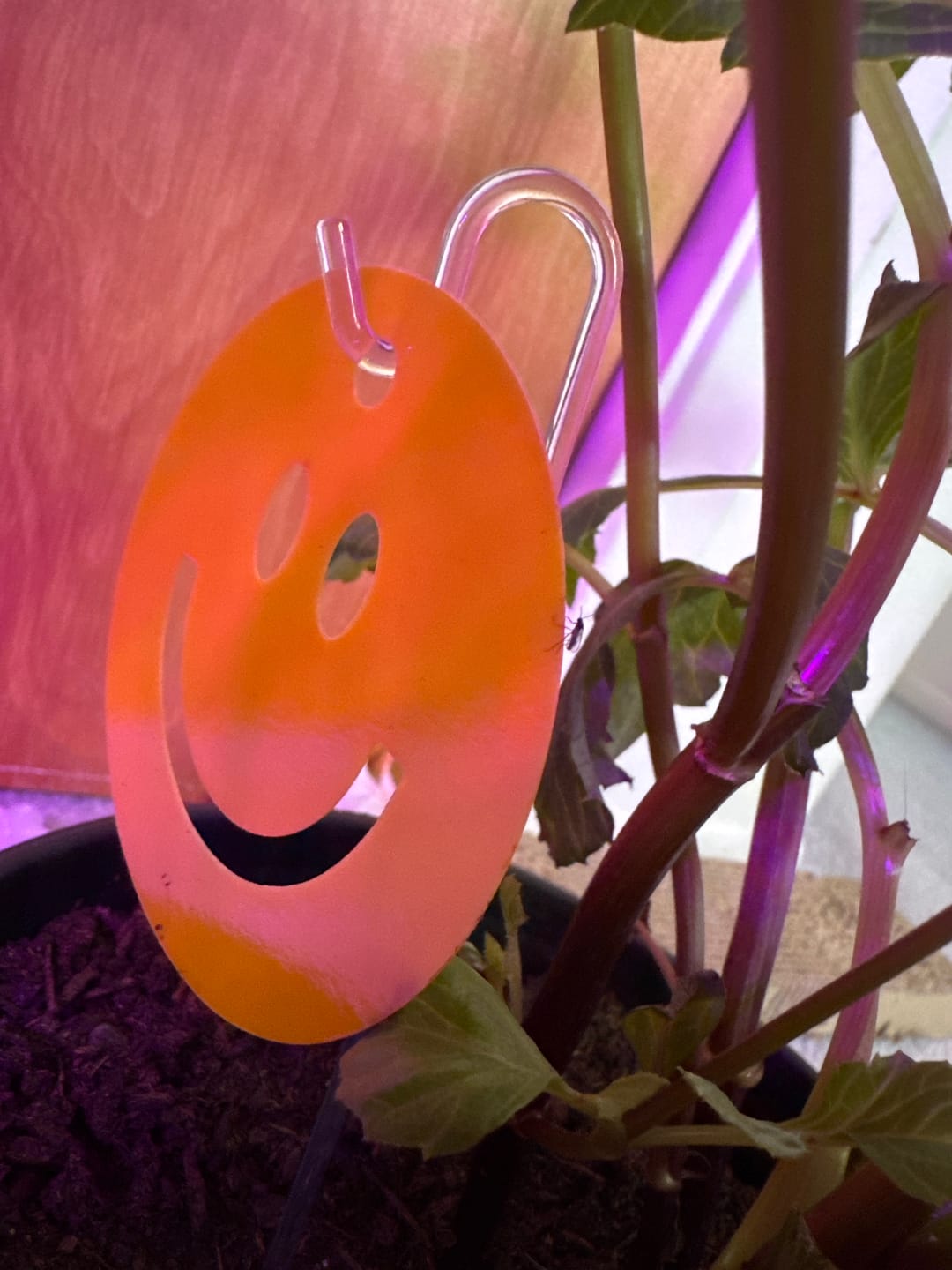 Customer photo review of Killer Smiles