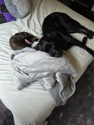 Customer photo review of LabraFur Lifestyle Kit