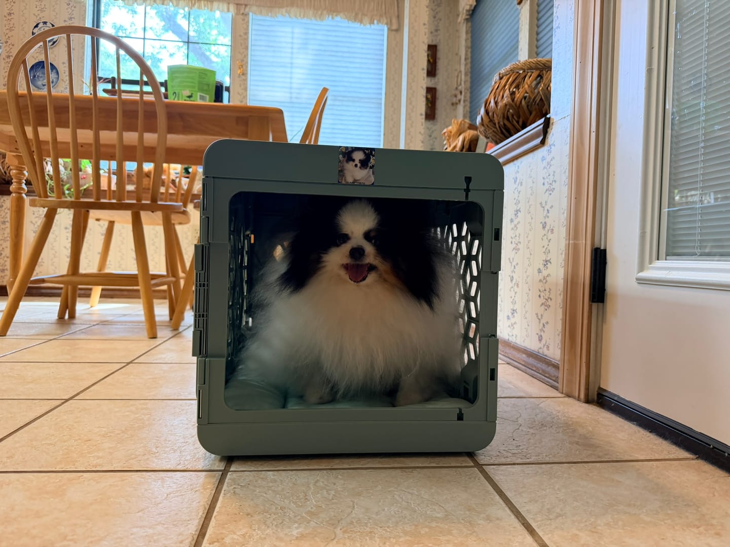 Customer photo review of Puppy Bundle PAWD® Dog Crate