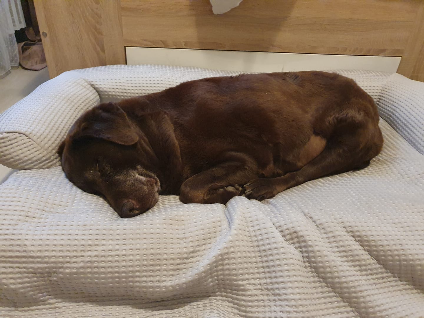 Customer photo review of Frostcore™ Cooling Couch Cover Dog Bed