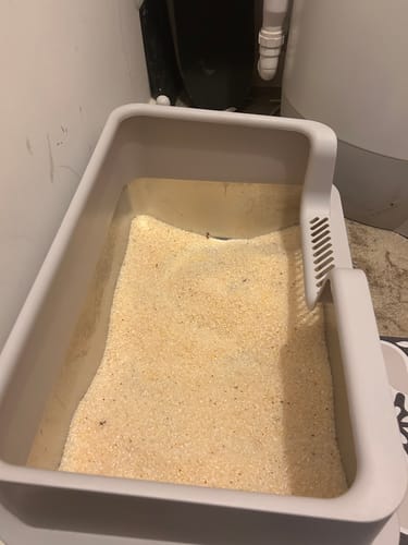 Customer photo review of 1 Month Supply – 1 Cat