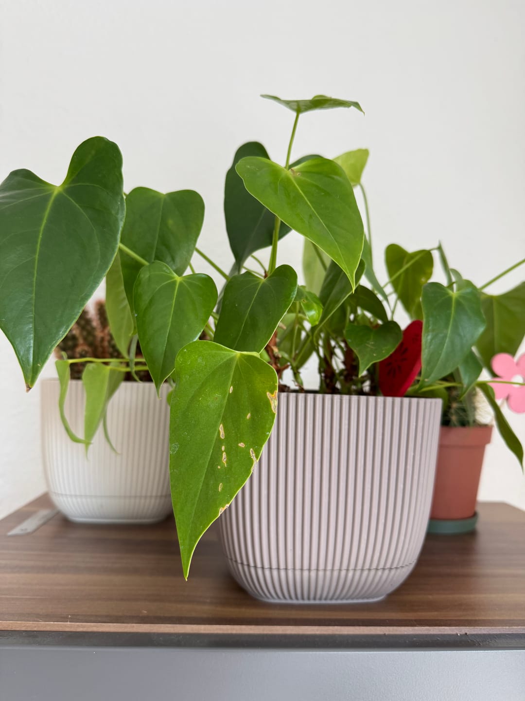 Customer photo review of Aroid Mix (Monstera e.t.c.)