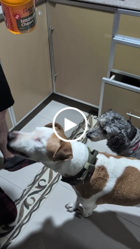 Foto real de la reseña de Norma R. — Mobility Chews PetCare Club