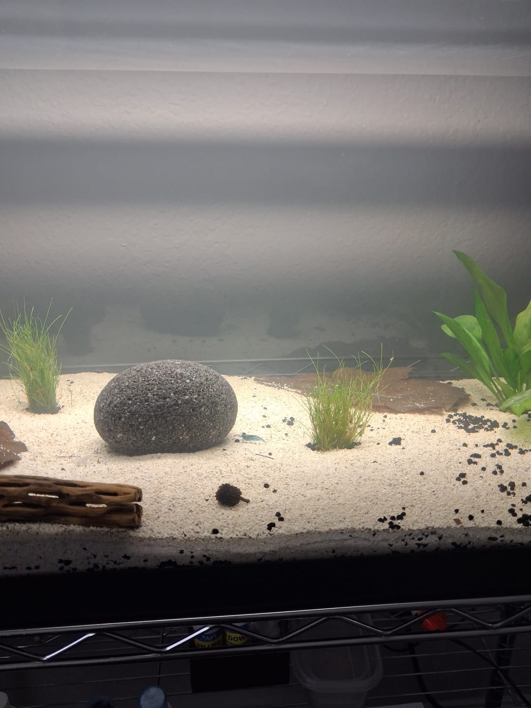 Customer photo review of Blue Velvet Shrimp