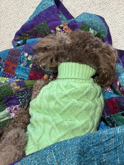 Customer photo review of Cable Knit Dog Sweater - Mint Green