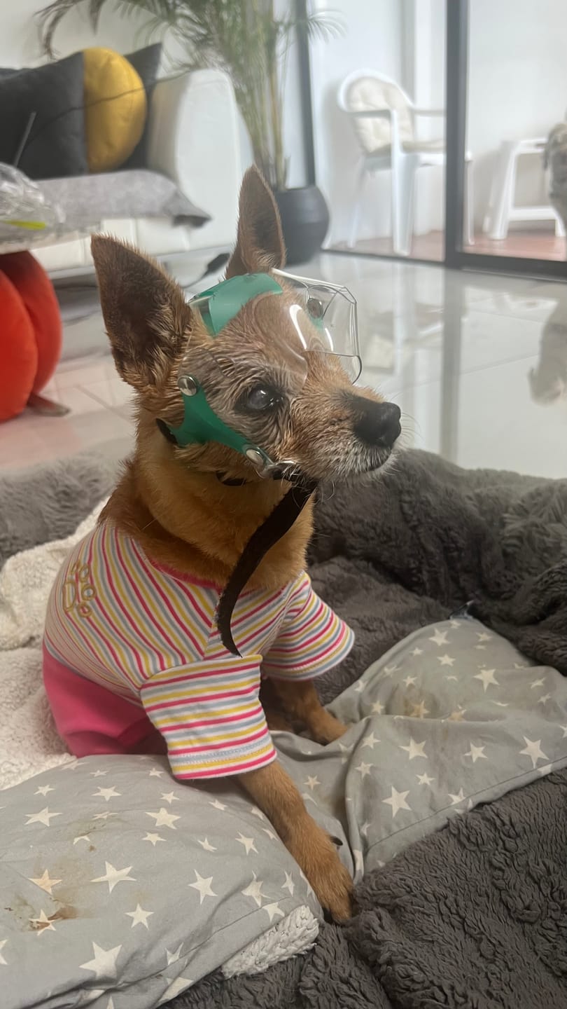Customer photo review of OptiVizor - Short Snout Version - Clear UV Tint