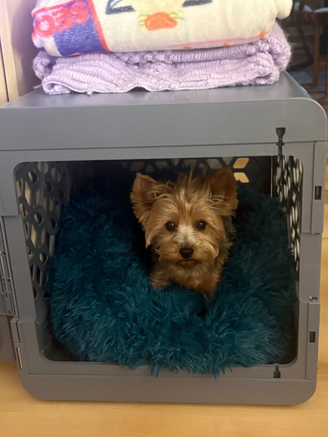 Customer photo review of PAWD®  Modern Collapsible Dog Crate
