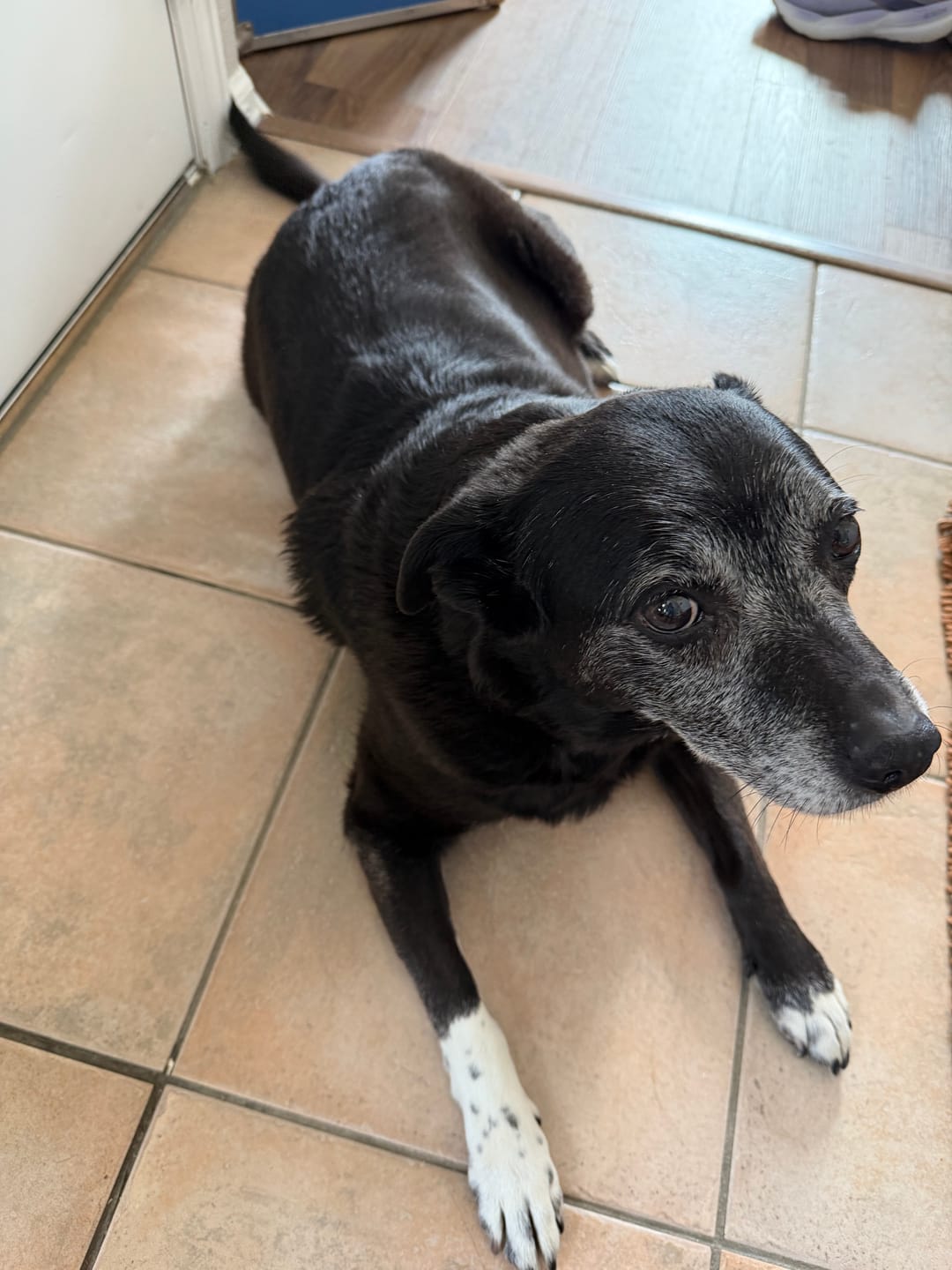 Customer photo review of Wild Alaskan Salmon Oil for Dogs | Omega 3, 6 & 9 | Petsmont Omega Love+