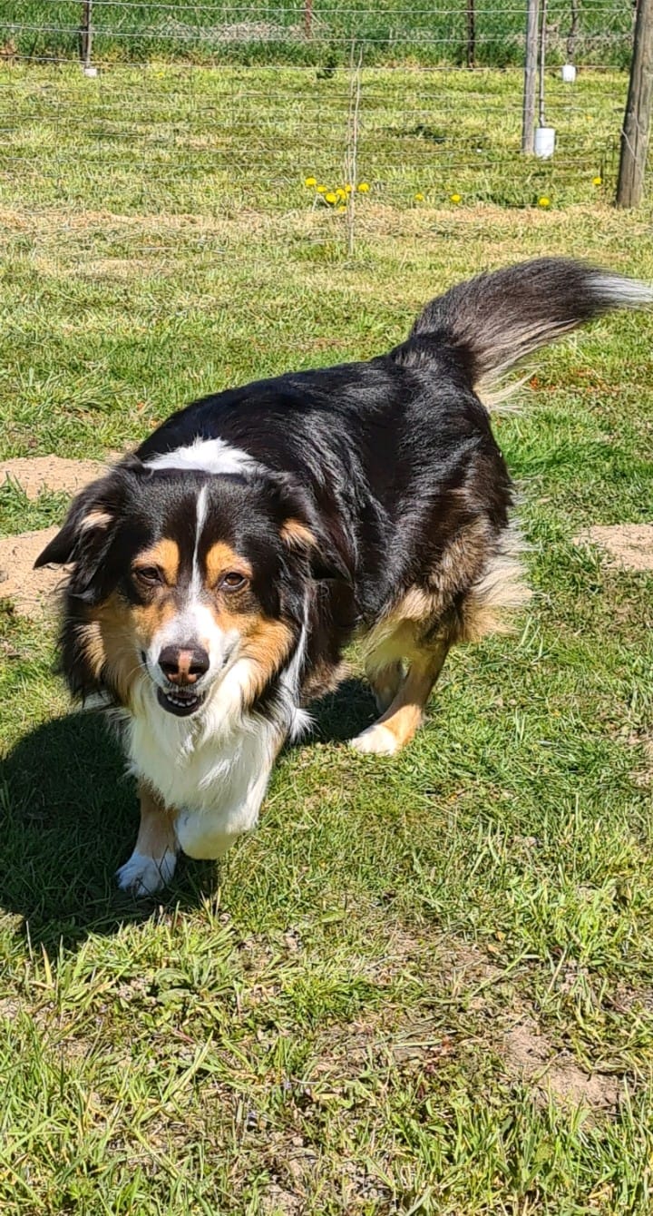 Customer photo review of Darmflora Test Basic Hund