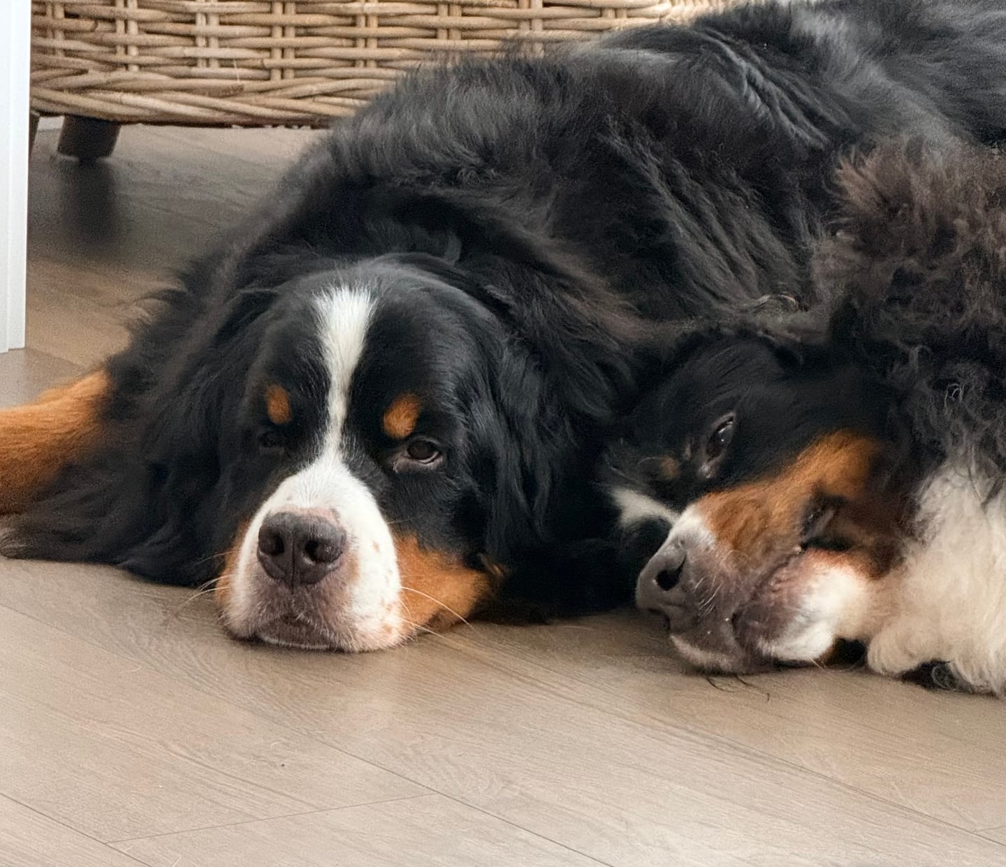 Customer photo review of Bark-Less Bites - XL Breed