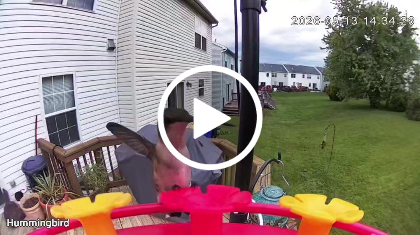 Customer video review of VINGUYS V-Humbird Feeder Smart Hummingbird Feeder 160° Wide View Camera