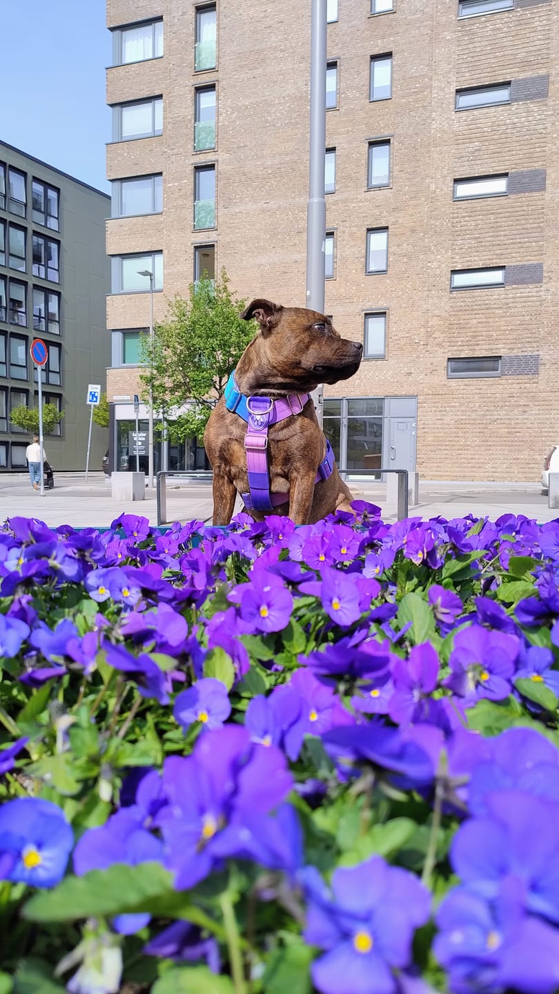 Customer photo review of Comfort Control No-Pull Dog Harness - 90s Retro