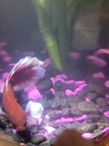 Customer's Dumbo Lavender Halfmoon Male Betta Fish with large fins swimming in an aquarium.