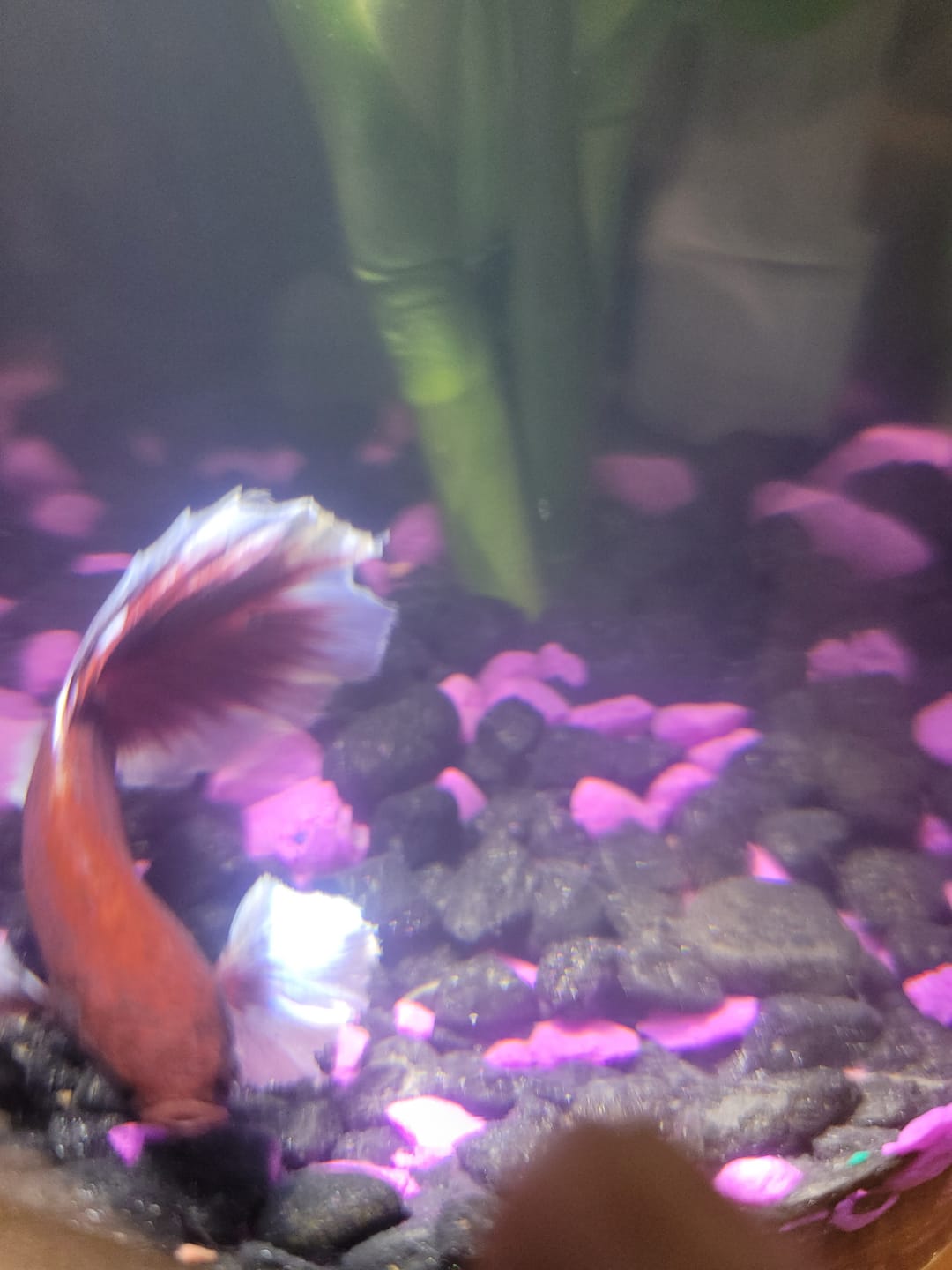 Customer photo review of Dumbo Lavender Halfmoon Male Betta Fish