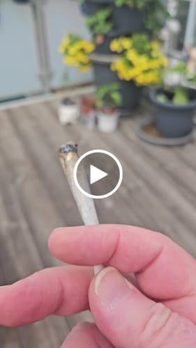 Customer video review of 🍃 Blütenmix - POWER LVL: 4/5